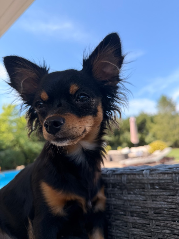 A black Chihuahua with tan points sitting outside beneath a blue sky